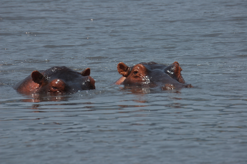Illustration for article titled Out of Africa. Hungry Hungry Hippos.